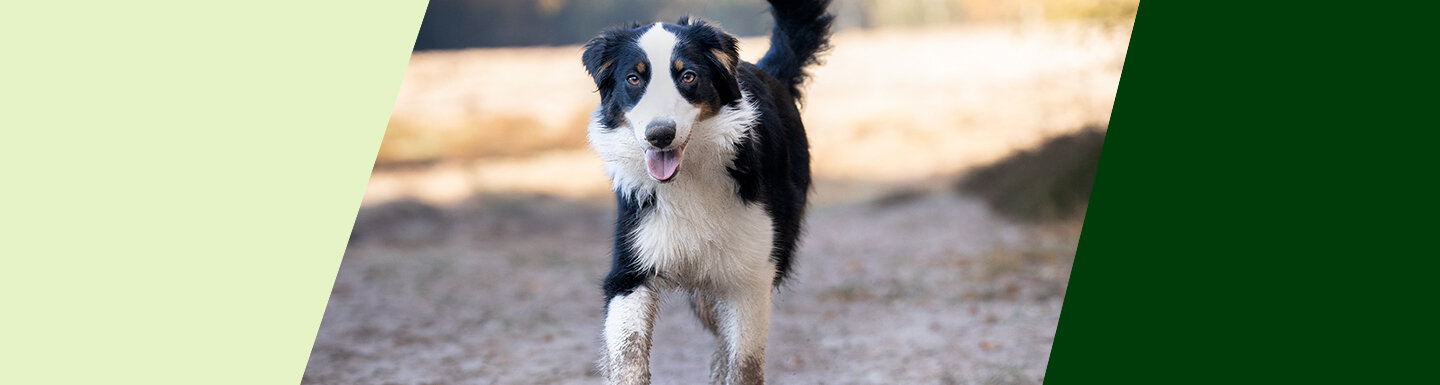 alsa-hundewelt