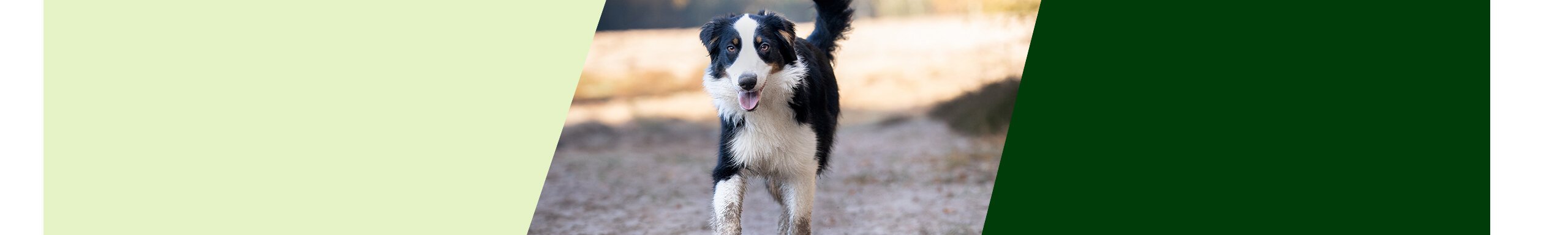alsa-hundewelt